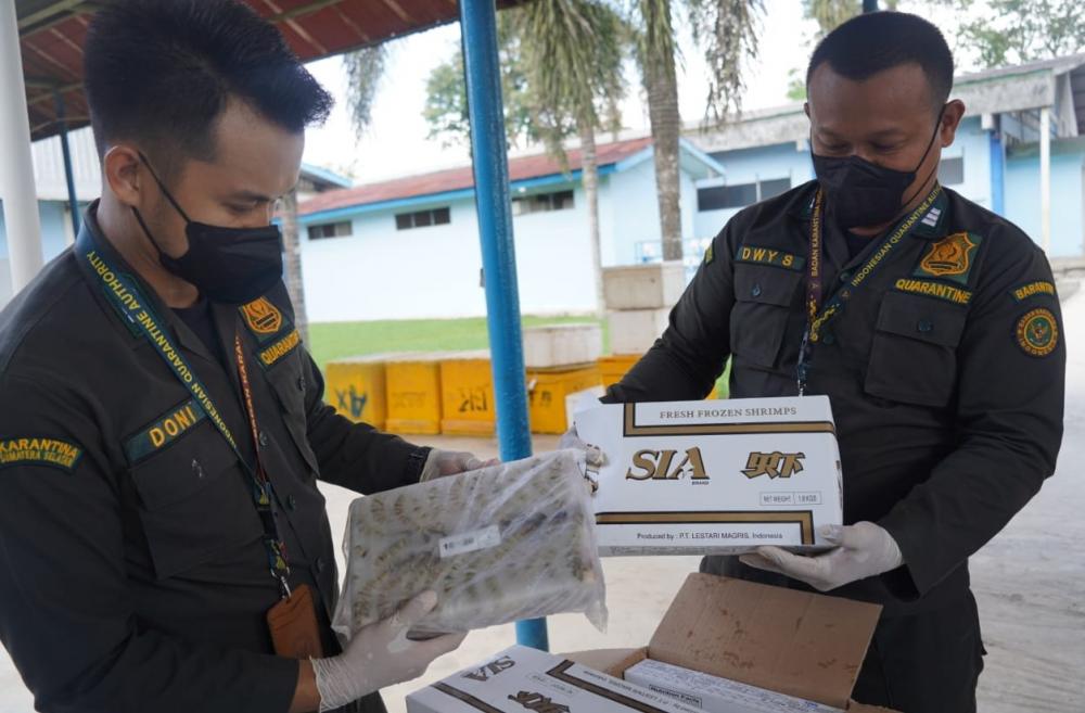 11 Ton Udang Black Tiger Beku Senilai Rp2 Miliar Diekspor ke Jepang, Balai Karantina Sumsel Pastikan Produk Bebas WSSV
