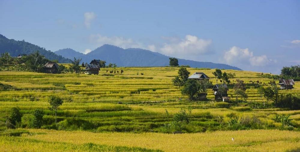 Acara Pernikahan dan Gotong Royong Masyarakat Semende