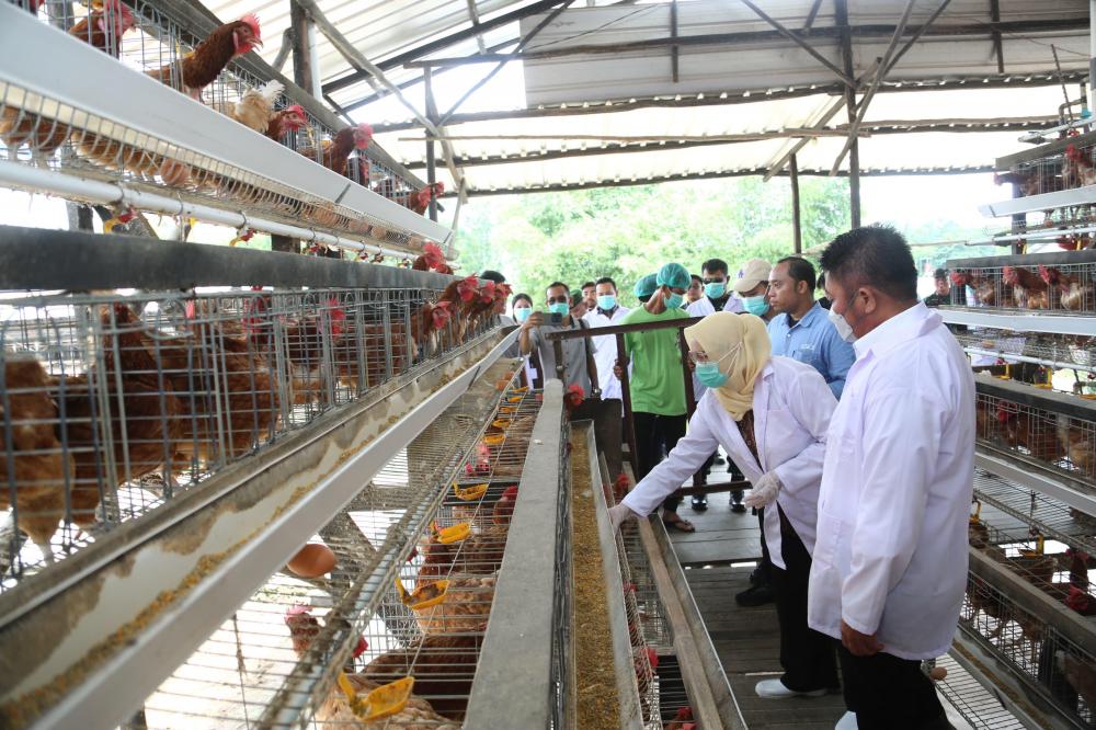 Banyuasin Jadi Role Model Peternakan Modern, Herman Deru Dorong Transformasi Industri Unggas