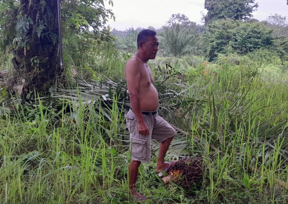 Dampak PP Tata Kelola Ekspor SDA, Harga TBS Sawit di Muara Enim Turun, Petani Menjerit karena Beban Pupuk Kian Berat