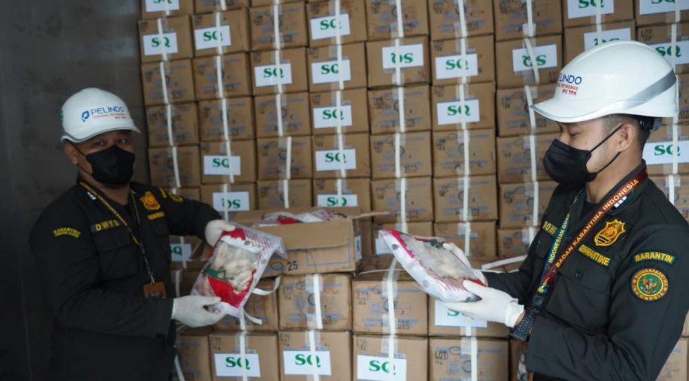 Ekspor 32,06 Ton Paha Kodok Senilai Rp5,24 Miliar ke Prancis, Balai Karantina Sumsel Pastikan Produk Unggulan