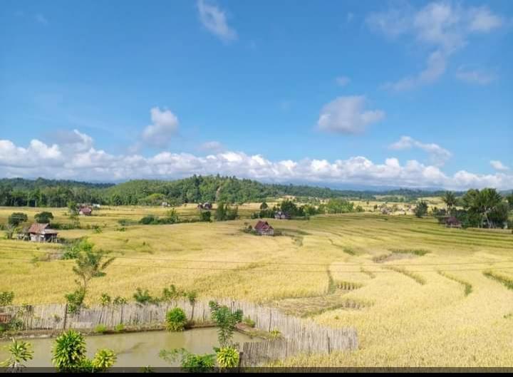 Hamparan Bukit Itu Telah Menguning Penuh Keceriaan
