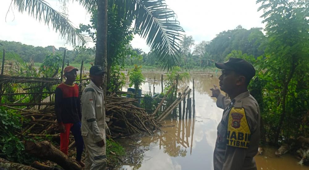 Hujan Deras Sebabkan 40 Hektar Lahan Jagung Terendam Banjir di Ogan Ilir, Petani Terancam Gagal Panen