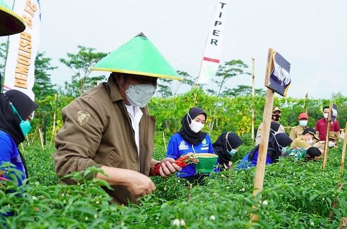 Panen Cabai Lado, HD Ingatkan Warga Manfaatkan Pekarangan