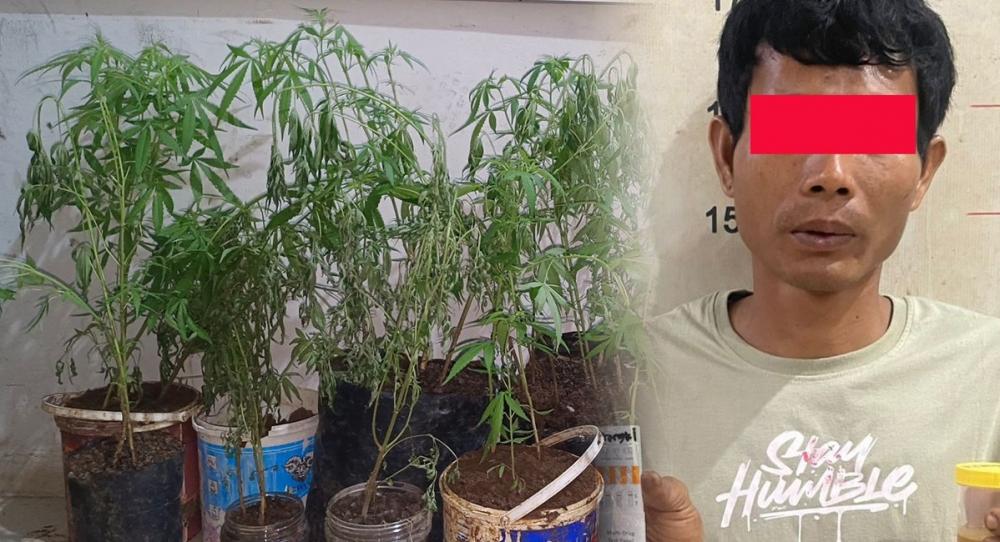 Polisi Bongkar Ladang Ganja Rumahan di Empat Lawang, 44 Batang Disita dari Seorang Petani