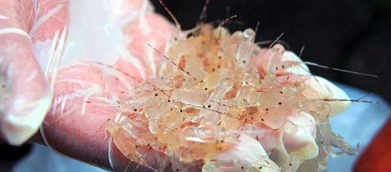 Polrestabes Palembang Amankan Benih Lobster Senilai Rp14 Miliar