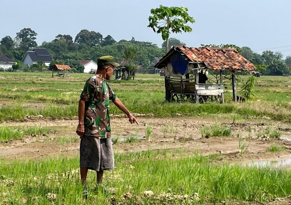 Ratusan Petani di Muara Enim Terdampak Kekeringan, 132 Hektare Sawah Belum Terairi JIAT