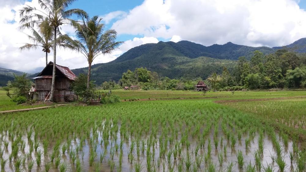 Tunggu Tubang Pada Suku Semende