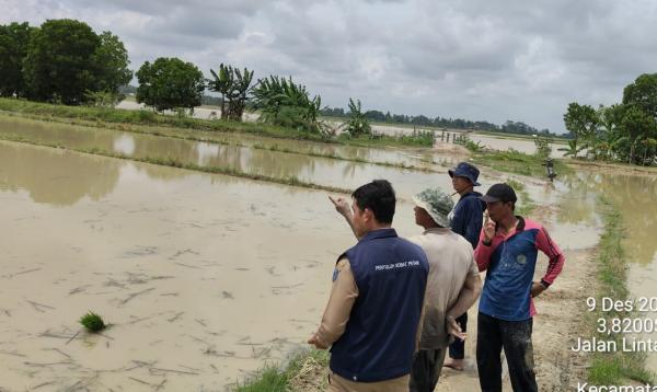 1.321 Hektare Sawah Tadah Hujan Terendam Banjir, Petani di OKI Terancam Alami Kerugian Besar