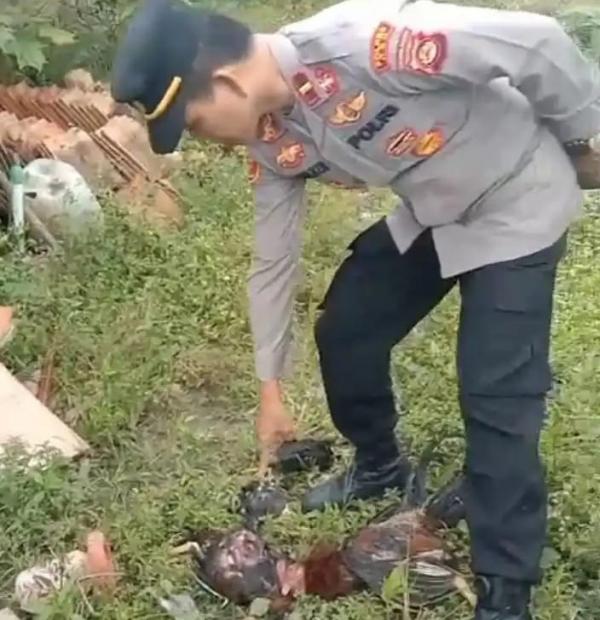 Beredar Video Belasan Ayam Warga OKU Diduga Dimangsa Harimau, Warga Diminta Tetap Waspada