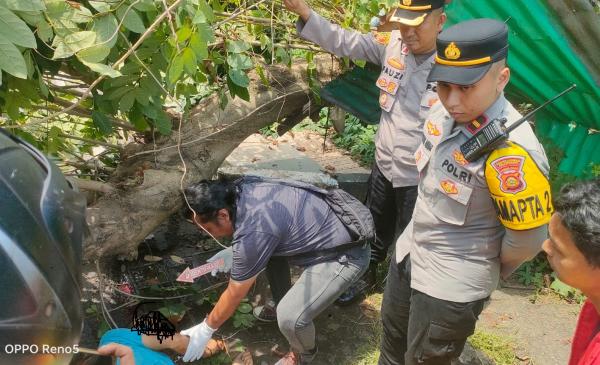 Pengemudi Ojek Online Tewas Tertimpa Pohon Tumbang di Depan Samsat Palembang, Polisi Imbau Waspada Cuaca Ekstrem