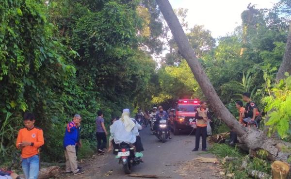 Pohon Tumbang di Jalinsum Lengkiti OKU Sempat Lumpuhkan Arus Lalu Lintas, BPBD Bergerak Cepat Evakuasi