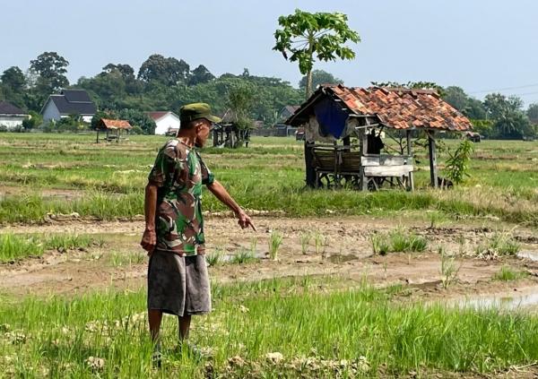 Ratusan Petani di Muara Enim Terdampak Kekeringan, 132 Hektare Sawah Belum Terairi JIAT