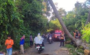 Pohon Tumbang di Jalinsum Lengkiti OKU Sempat Lumpuhkan Arus Lalu Lintas, BPBD Bergerak Cepat Evakuasi
