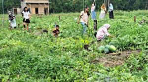 Prabumulih Kini Punya Wisata Petik Semangka, Pengunjung Bisa Panen Langsung dari Kebun, Harga Mulai Rp6 Ribu per Kilogram